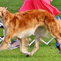 Borzois from Raywood