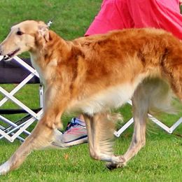 Borzois from Raywood