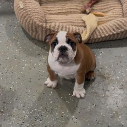 Bulldog and French Bulldog Puppies from Empire Bulldogs & French Bulldogs