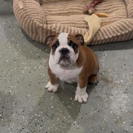 Bulldog and French Bulldog Puppies from Empire Bulldogs & French Bulldogs