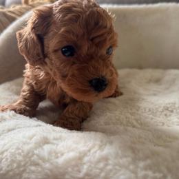Pumpkin - Red male Maltipoo puppy in San Diego, California from Maltipoos SD