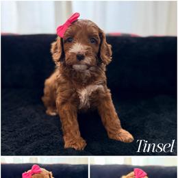 Tinsel - Red female Australian Labradoodle puppy in Summerfield, North Carolina from Four Oaks Labradoodles
