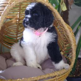 Cupid - Black and white female Aussiedoodle puppy in Pomona, California from Socal Aussiedoodles