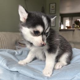 Aurora - Black and white female Pomsky puppy in Valparaiso, Indiana from Valparaiso Pomskys