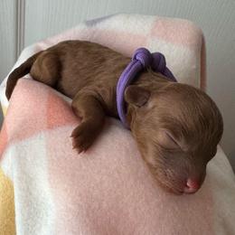 Nellie - Red  female Poodle puppy in Labelle, Florida from RomLein Poodle