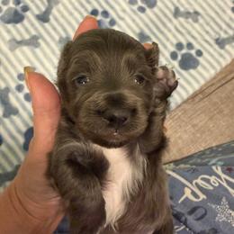 Shade - Gray (blue) male Dachshund puppy in Irving, Texas from DFW Dachshunds by G & S