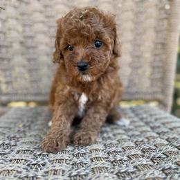 Aurora - Red  female Goldendoodle puppy in Ashland, Kentucky from Still Waters Farm