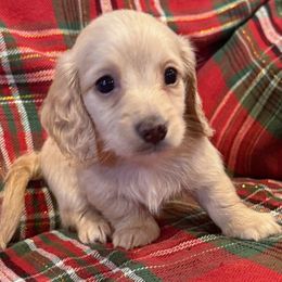 Orion - Cream male Dachshund puppy in Salem, Oregon from Longdox Mini Dachshunds