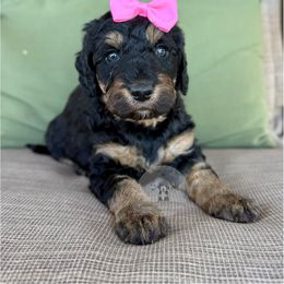 Olivia - Tri-color female Bernedoodle puppy in Comanche, Texas from Central Texas Doodles, LLC.