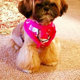 Ruby - Shih Tzu