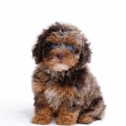 Australian Mountain Doodle, Bernedoodle, and Cavapoo Puppies from Cedar Wood Farms