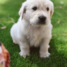 Golden Retriever Puppies from Dani’s Dawgs