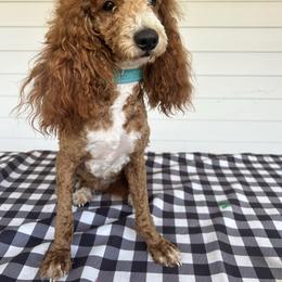 Spencer - Poodle