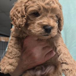 ChocoCat - Red male Cockapoo puppy in Conklin, Michigan from Lake Michigan Couture Cavapoos & Cockapoos