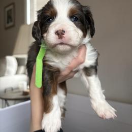 Green collar - Blue merle female Bernedoodle puppy in Clementon, New Jersey from PitterPatterPuppiesNJ