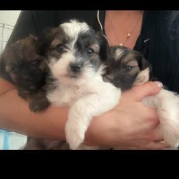 Shihpoo and Shih Tzu Puppies from Angel babies