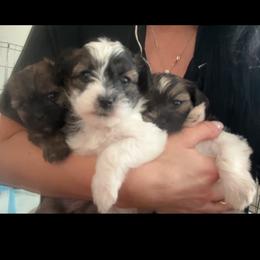 Shihpoo and Shih Tzu Puppies from Angel babies