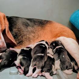 Boy 1 - male Beagle puppy in Rosanky, Texas from Clover Beagles