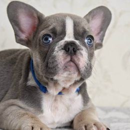 Bulldogs and French Bulldogs from Sweet Carolina Kennel