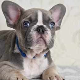 Bulldogs and French Bulldogs from Sweet Carolina Kennel