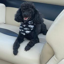 Raven - Poodle