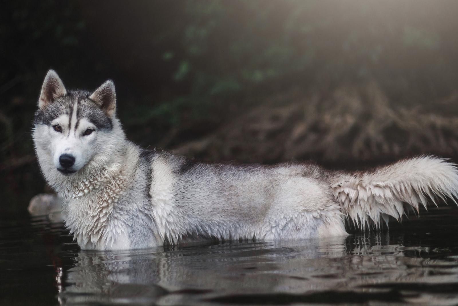 Husky Siberiano - Raça de cachorro