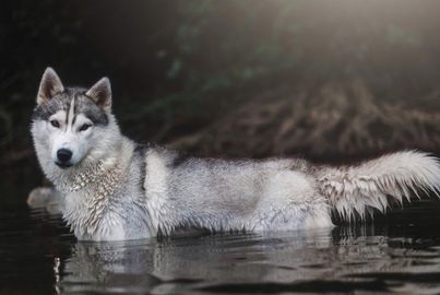 Gray husky with brown eyes stands in the water looking at the camera