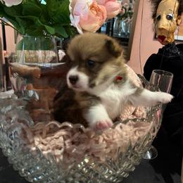 Margo - Sable female Pembroke Welsh Corgi puppy in Delray Beach, Florida from Holly's Pembroke Welsh Corgis