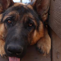 German Shepherds from Ace of Hearts K9’s