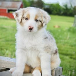 Australian Shepherd Puppies from Real McCoy Australian Shepherds