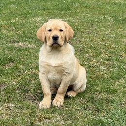 Dannie - Labrador Retriever