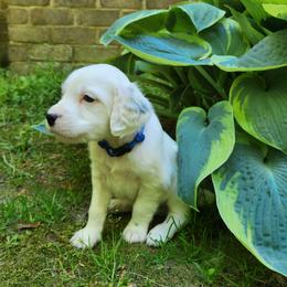 Boy 1 Blue - Blue belton male Llewellin Setter puppy in North Dinwiddie, Virginia from Pups Furever