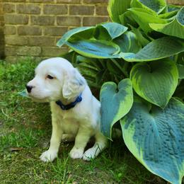 Boy 1 Blue - Blue belton male Llewellin Setter puppy in North Dinwiddie, Virginia from Pups Furever