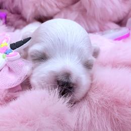AKC - The best of the best. - White female Maltese puppy in San Mateo, California from AKC Maltese California