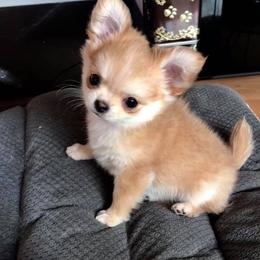 Chihuahua Puppies from Stardom Chihuahuas