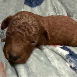 Toby - Apricot male Goldendoodle puppy in Centralia, Missouri from Oodles Of Doodles Mo.