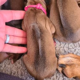 Magenta - Wheaten blk nose Rhodesian Ridgeback puppy in Colgate, Wisconsin from Zenkosi Ridgebacks