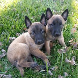 Belgian Malinois and Boston Terrier Puppies from SB & Raksha