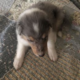 Levi--Blue Merle with fuller white collar - Blue merle male Collie puppy in Abilene, Texas from Regal Lassie's