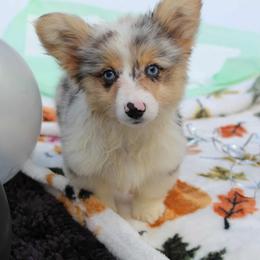 Girl 3 orange collar - Blue female Pembroke Welsh Corgi puppy in Mountain View, Hawaii from Celtic Corgis