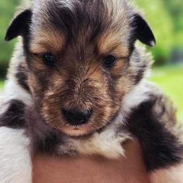 Boy 3 - Sable and white male Shetland Sheepdog puppy in Deer Island, Oregon from Conestoga Shelties