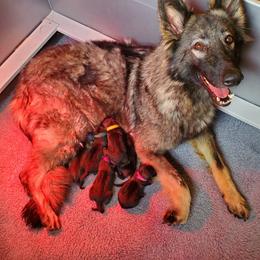Light Blue Boy - Gray sable male Shiloh Shepherd puppy in Caneadea, New York from Strauss Haus Shepherds