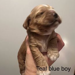 Teal blue boy - Red and white male Cocker Spaniel puppy in Justin, Texas from Flud Farm Cocker Spaniels