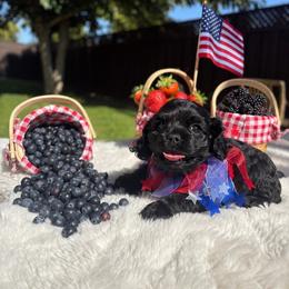 Girl 1 - Black female Cocker Spaniel puppy in California from Archangel Cockers