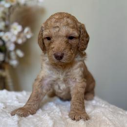 Nilla - Cream male Goldendoodle puppy in Caldwell, Idaho from Leila Pearson