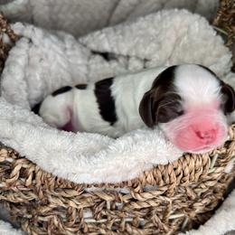 Asher - Liver white and roan male English Springer Spaniel puppy in Swainsboro, Georgia from Sweet Georgia Springers