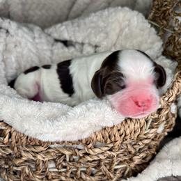 Asher - Liver white and roan male English Springer Spaniel puppy in Swainsboro, Georgia from Sweet Georgia Springers