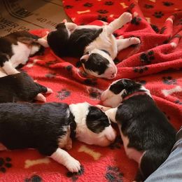Australian Shepherd and Golden Retriever Puppies from Barking Creek Ranch