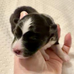 BLIZZARD - male Sporty Mix puppy in Livonia, Michigan from M7’s Shelties, Toonies & AussieDoodles