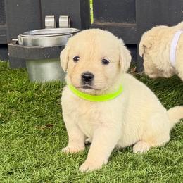 Wahoo - Light golden male Golden Retriever puppy in Oak Hill, Florida from Swingin T Ranch LLC